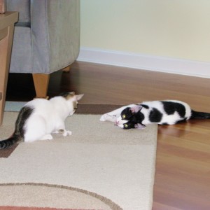 The Cow Cat's Adopted Furry Family Kittens Are Playing Hard