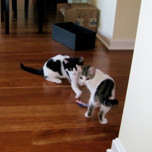 The Cow Cat's Adopted Furry Family Scotch And Soda Kittens Are Playing 