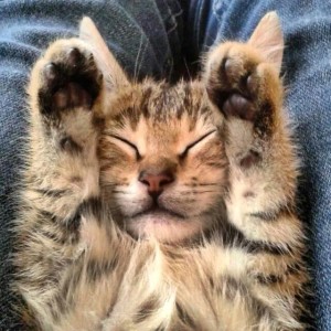 How Mutlu Become A Happy Cat | #Cute4Kind  Kitten Cute Sleeping