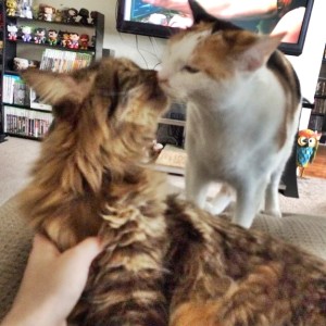 Adopted Cats Stroy MrFuzzHeadAndTonks Kitties are kissing | Cute4Kind