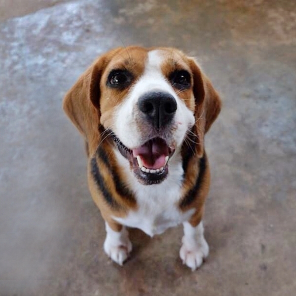 Cute4Kind | Save Them All The Way Beagle Cover Photo