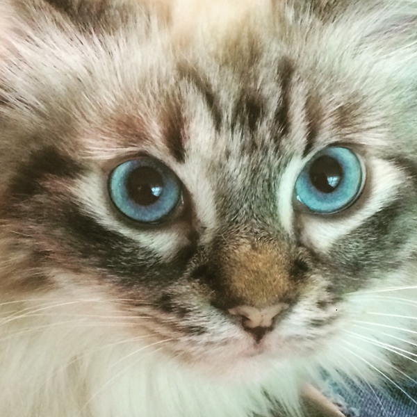 Cute4Kind | Porsha The Cat's Rescue Story