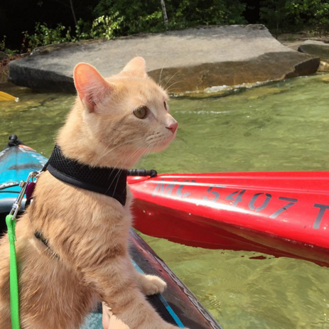 Mango the Adventure Cat The Rescued Kitty who is not afraid of the big world