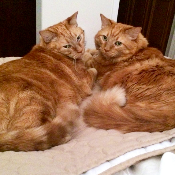 George Fluff and Joynce Senior Cats Family -| Cute4Kind Adopt Older Cats