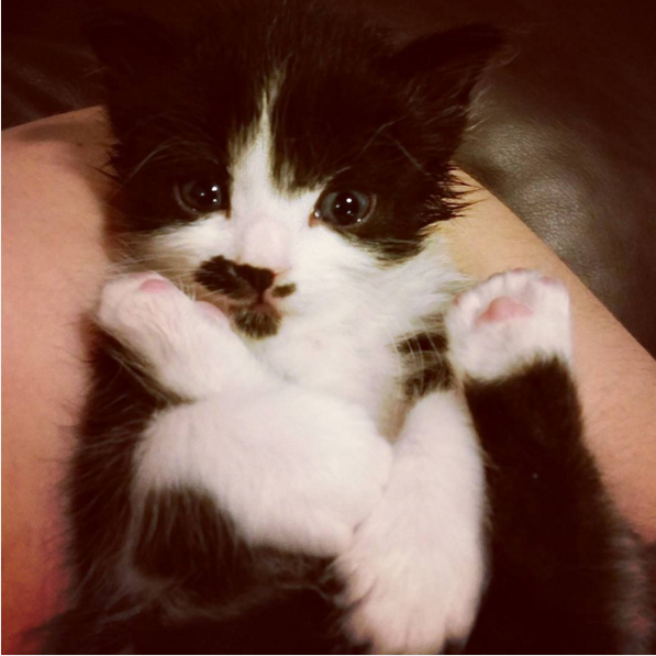 Cute4Kind Gir The Kitten: The Story of a Kitten in Need
