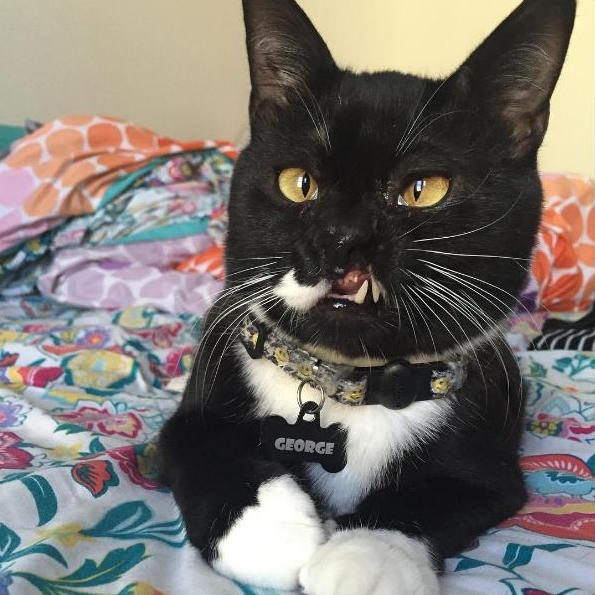 Cute4Kind | An Amazing Survivor That Saves Others: The Story Of George @mycat_george
