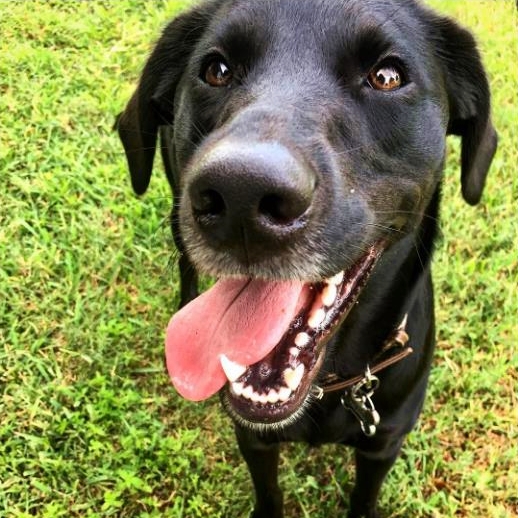 Cute4Kind - missteslaann - Black dog adoption story