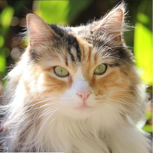 A Series of Fortunate Events: The Story Of Sluffy | #Cute4Kind Rescue Cats