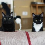 Cute4Kind - Very Seriously Black Cats: The Story Of Sirius Black & Severus Snape