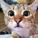 Cute4Kind | The Cat Watching Horroe Movie: Togepi’s Rescue Story - Adopt Dont Shop - Cat Adoption