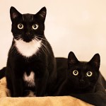The Adoption Story Of Boots And Bear | Cute4Kind Rescue Cats